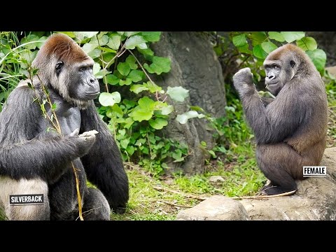 Female Gorilla Wants to Know what's On the Silverback's mind