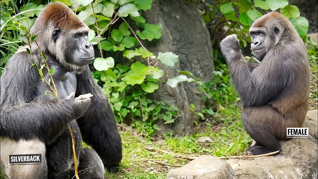 Female Gorilla Wants to Know what's On the Silverback's mind