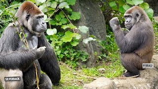 【奈々】ゴリラ40匹 Female Gorilla Wants to Know what's On the Silverback's mind