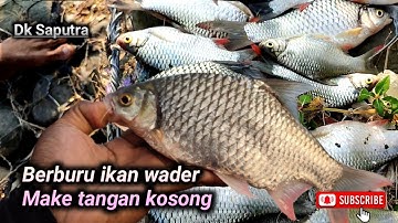 Episode 50 | Skill Dewa menangkap ikan pakai tangan kosong
