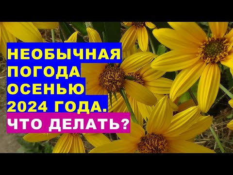 Чем необычной будет осень 2024 года? Прогноз погоды на осень 2024 Weather forecast for autumn 2024