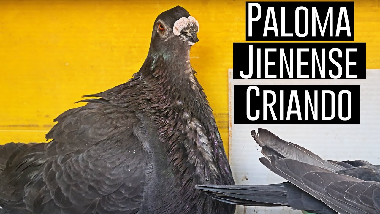 Paloma jienense criando junto a su pareja