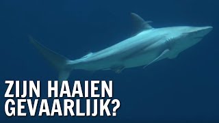 Zijn Haaien Gevaarlijk? De Buitendienst Over Haaien