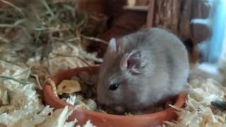 Olívia Új Kedvence A Szotyi