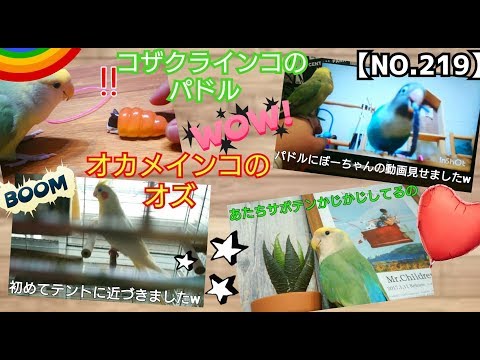 遊ぶコザクラのパドル【NO.219】オカメインコのオズはテントに？