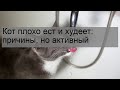 Кот плохо ест и худеет: причины, но активный