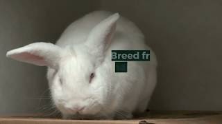 Rabbits Breeding Tips | How to breed Rabbits screenshot 3
