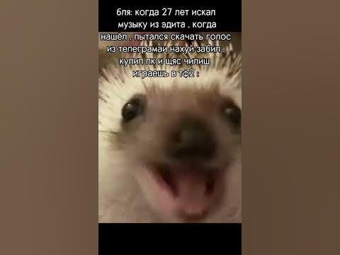 #мем #мемы #memiş #memis #смешно #смешной #еж #ёжик #ёжики #говрек ...
