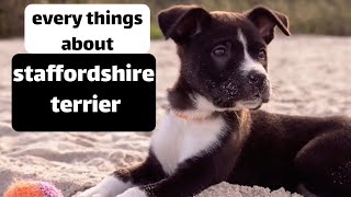 Staffordshire Bull Terrier – Top Facts Staffy Terrier