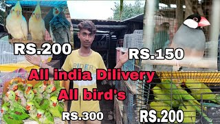 cheap bird's market in india | Alexander, ringnackparrot, cooktail, All india Dilivery available | screenshot 5