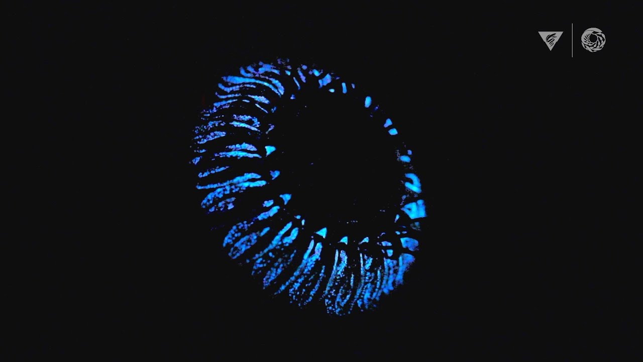 Bioluminescence In The Deep Sea: How And Why Do Animals Create Their Own Light?