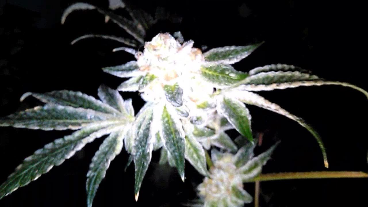 Best cannabis growing.Thin mint cookies strain review. - YouTube - Thin Mint Cookies Strain Indica Or Sativa