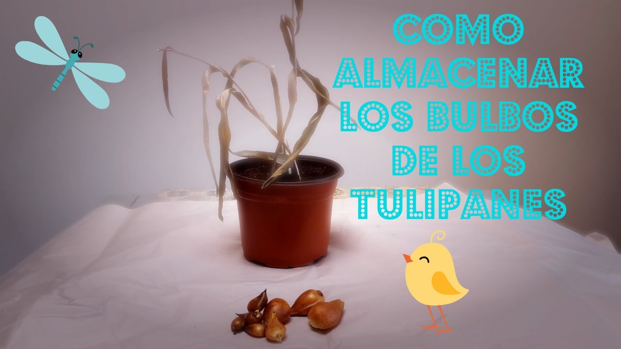 Como Recuperar y Almacenar los Bulbos los Tulipanes - YouTube