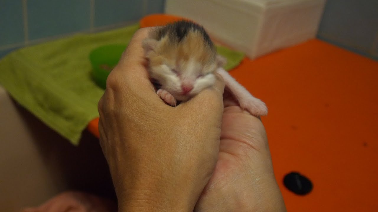 Habl Katzenbabys 3 Tage alt - YouTube