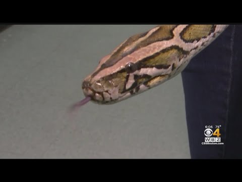 Escaped Python On The Loose In Newton