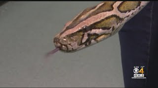 Escaped Python On The Loose In Newton
