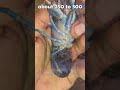 Crayfish Aquaponics