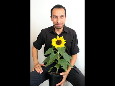 Vídeo: Varietats de gira-sol perennes: plantes de gira-sol perennes comunes