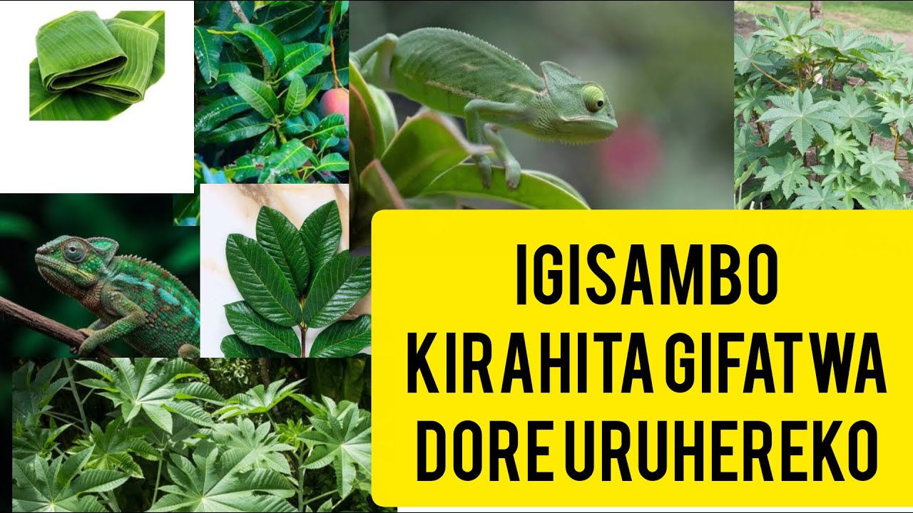 UMUTI W'URUHEREKO : NTA MUJURA UZAKWIBA .