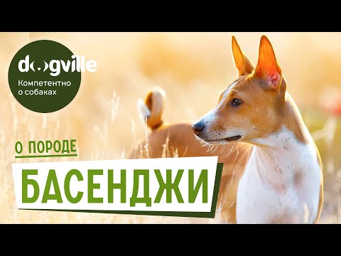 Басенджи - О породе - Как выбрать щенка Басенджи?