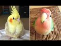 Smart And Funny Parrots Parrot Talking Videos Compilation #15 Super Parrots