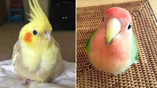 Smart And Funny Parrots Parrot Talking Videos Compilation #15 Super Parrots