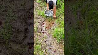 smart idea to find small shrimp in small river streams #shorts