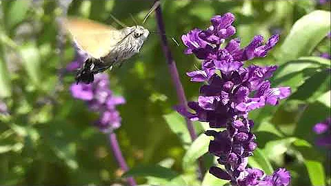БИОСФЕРА: 208. Языкан Обыкновенный (Macroglossum stellatarum)