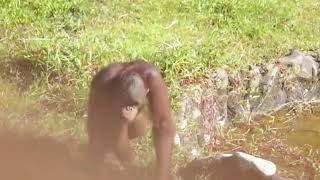 orangutan jamming.