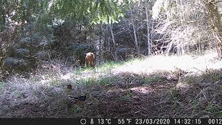 Bicou - Sapinière - 28 Mars 2020