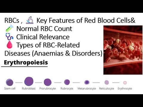 Red Blood Cells. Normal RBC Counts Clinical Relevance RBC-Related ...