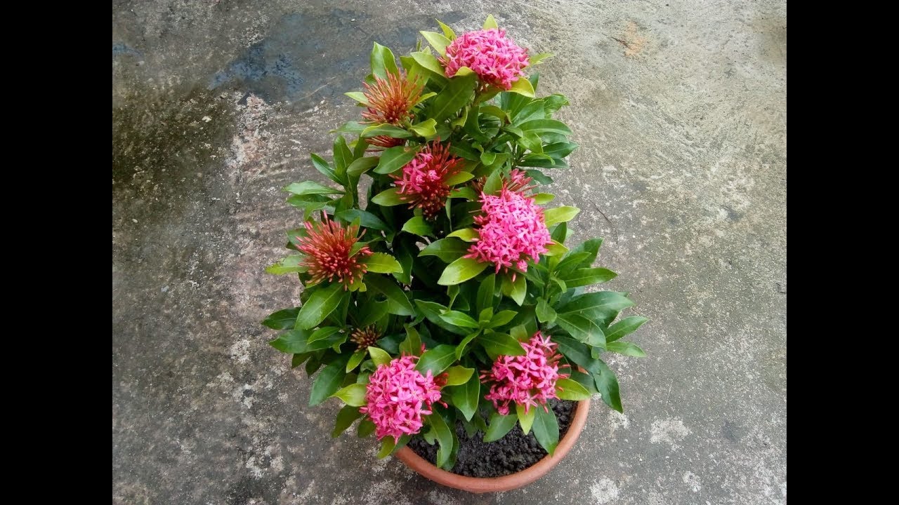 Mini Ixora সারা বছর ধরেই ফুল পাবো ।
