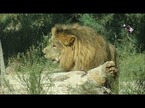 Safari sur le Territoire des Ours noirs et des Lions dAfrique Réserve Africaine de Sigean @Maryka46