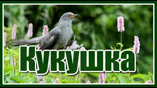 "Сколько бы, кукушка, ты не куковала..." Очень душевная и жизненная песня! Послушайте!