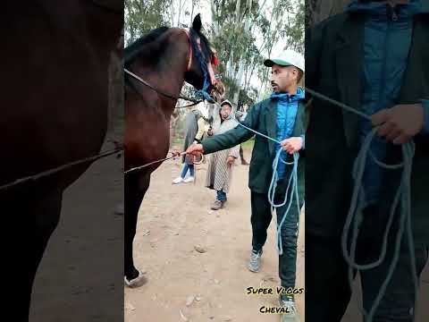 زين لي دخل سوق الخميس