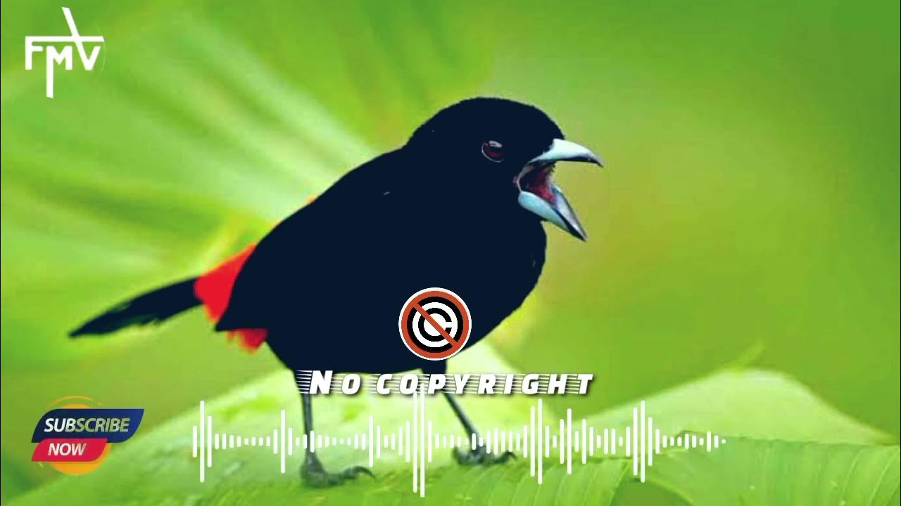 Birds call free | birds chirping sound | copyright free birds chirping