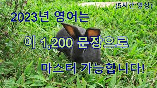 2023년 영어는 이 1,200 문장으로 마스터 가능합니다 | 5시간 영어 흘려듣기 screenshot 3