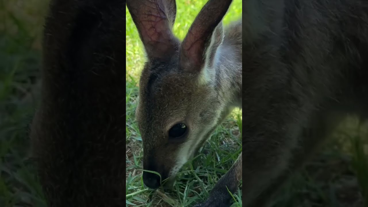 Joey カンガルーの子 Youtube