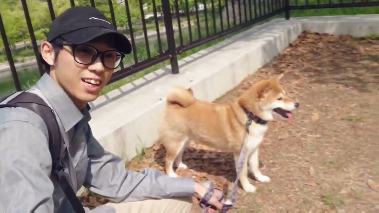 愛犬と大阪城公園へ行ってお散歩をしていたら人気者になりました