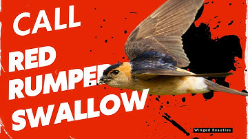 call of red-rumped swallow | Cecropis (Hirundo) daurica | मस्जिद अबाबील | लाल पुठ्याची भिंगरी