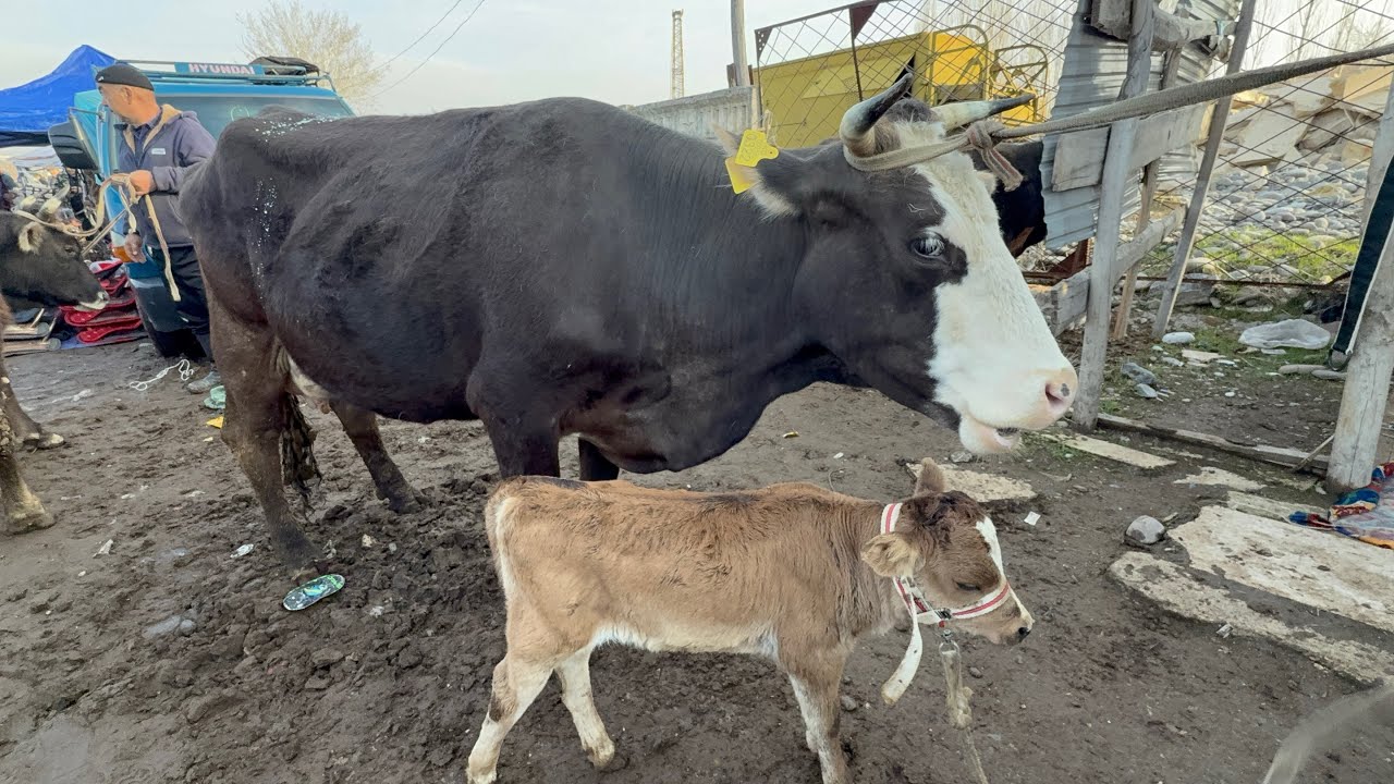 СААН УЙЛАР КУНАЖЫН БУКА ЭРКЕК УРГААЧЫ ТОРПОК БААДАРЫ 🤯 #байтв 