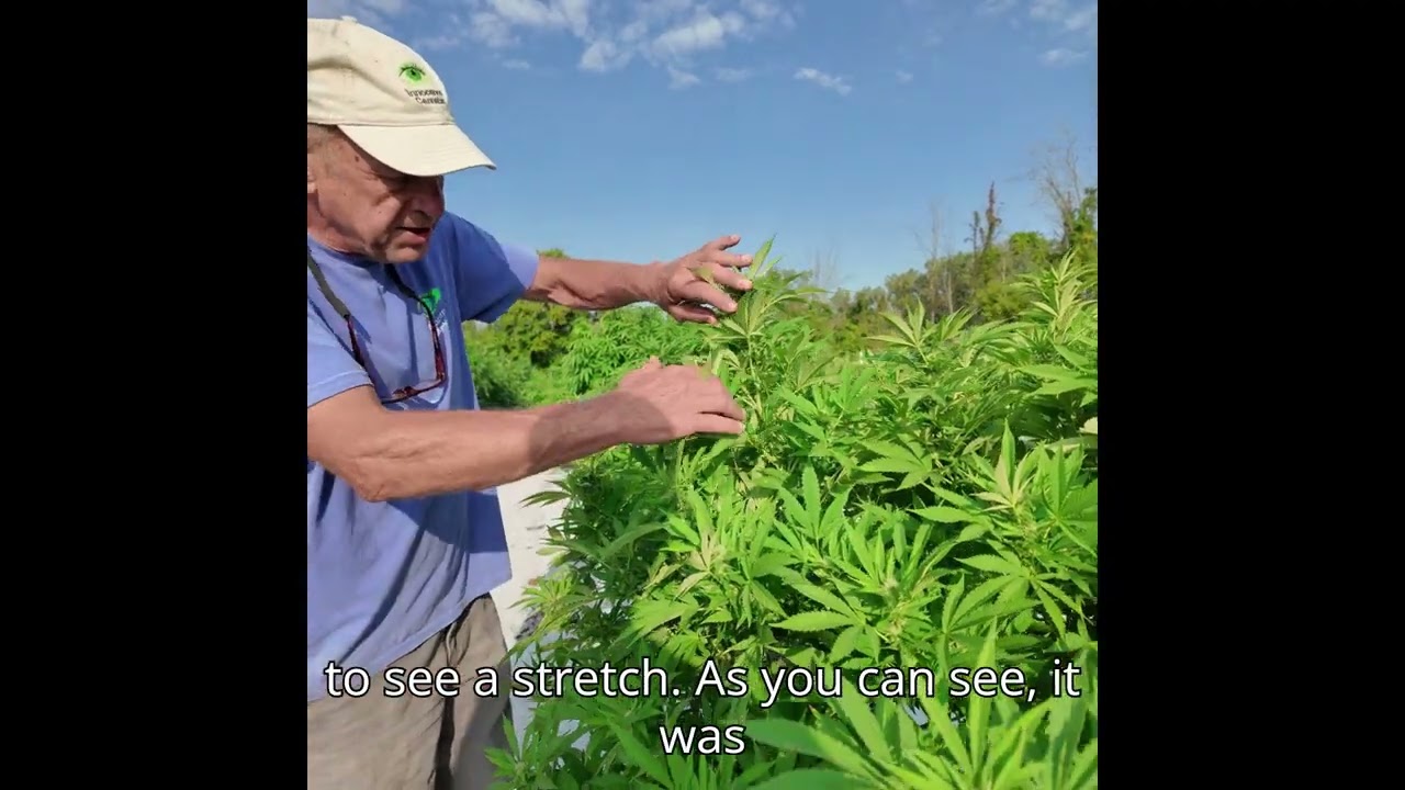 afghani kush in the innocence cannabis field