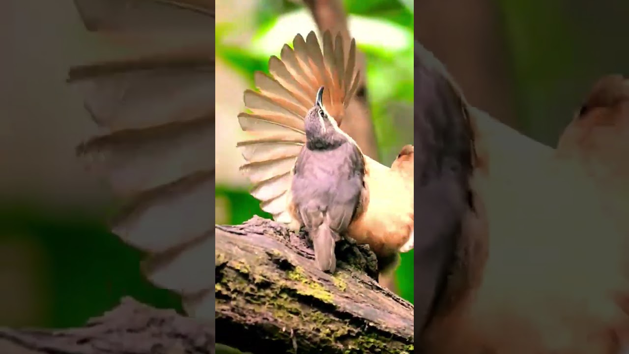 victoria's riflebird | Victoria rifle bird call 