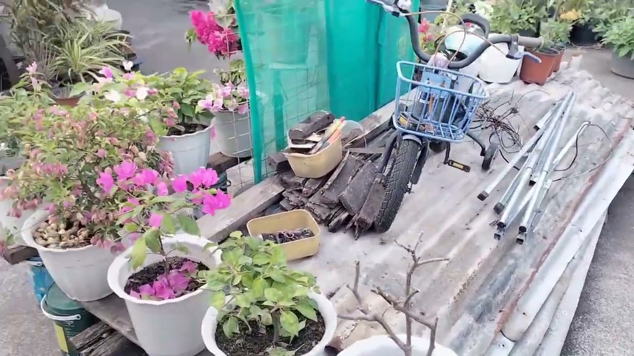 Ito po yong aking rooftop garden ipapasyal ko po kayo 😍