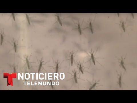 Permiten prueba experimental