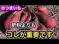 【さつまいも】甘くてよく育つ!肥料はコレで大量収穫!さらに重要な秘訣を解説します。無肥料で育てる条件。失敗原因。米ぬか、草木灰栽培方法、土作り。収穫比較実験。畝の作り方