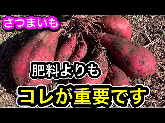 食品 さつまいも専用23k
