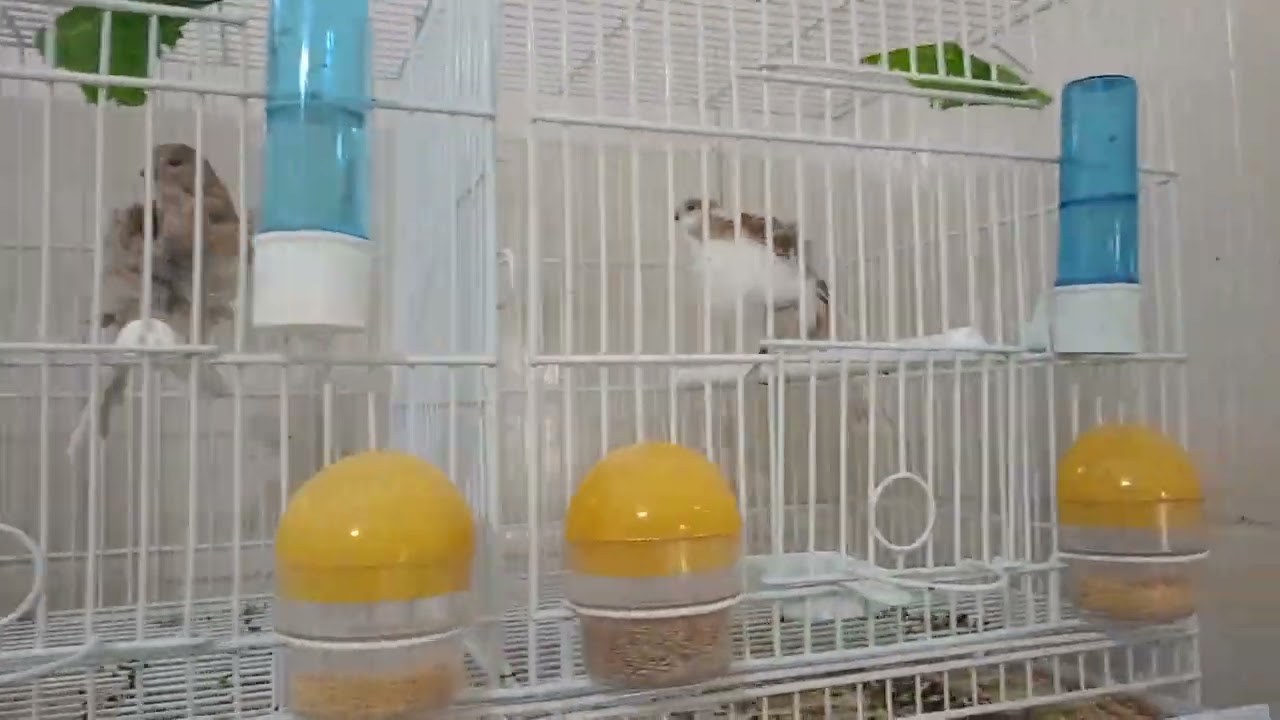 TEM CANÁRIOS DISPONÍVEIS - CANARIL CHAVES 🇧🇷