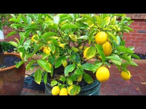 DIY how to grow lemons from seeds - YouTube