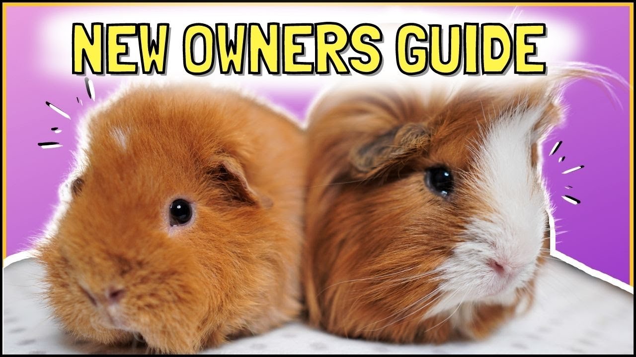 ⁣BEGINNERS GUIDE: Becoming a Guinea Pig Owner!